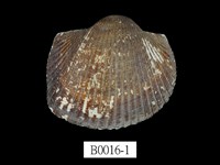 藏品(熊毛蚶)的圖片